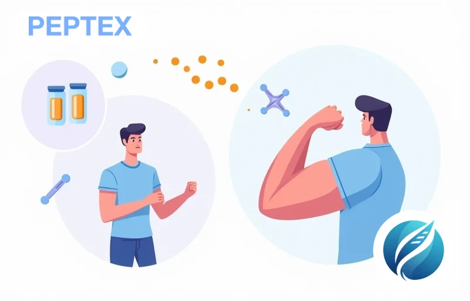 Peptide für die Muskulatur – GH-Sekretagoga und Massenwachstum | PEPTEX